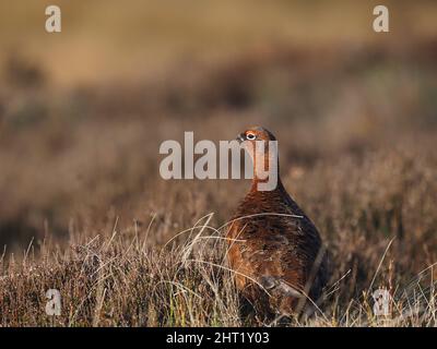 Red grouse sulla brughiera del Galles del Nord dove a febbraio c'era molta interazione tra maschi e femmine. Foto Stock