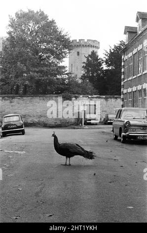 A Peacock in Warwick, Warwickshire, West Midlands. 28th ottobre 1966. Foto Stock