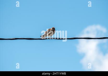 uccello di preda arroccato su una linea elettrica Foto Stock