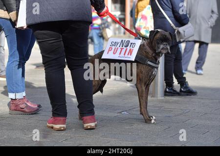 SID il cane pugile. In tutto il mondo lo shock della guerra in Ucraina si sta trasformando in rabbia e protesta. La manifestazione per la pace sta avvenendo intorno al Foto Stock