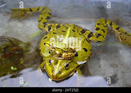Rana e cucciolo adulti (Pelophylax ridibundus), porri di rana fuori dall'acqua, ha una giovane rana nella sua testa, cucciolo, Europa centrale. Foto Stock