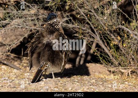 Un grande Roadrunner spalma le ali, flude le piume e espone la sua zona di calore per riscaldarsi in una fredda mattinata invernale. Foto Stock