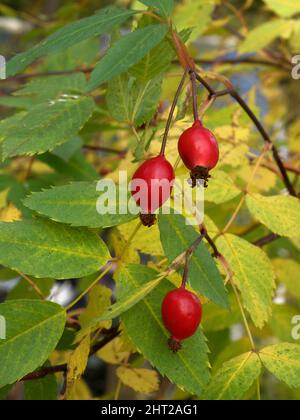 Rosa selvatica Foto Stock
