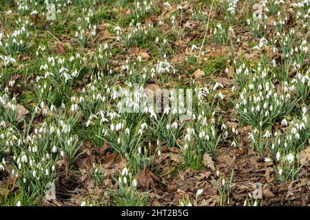 Un tappeto di perenne Snowdrop erbaceo che si risveglia in un bosco naturale, con una profondità di campo poco profonda. Foto Stock