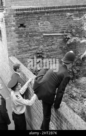 Squadre di detective e poliziotti in uniforme alla ricerca di Harry Roberts, che è voluto per l'intervista circa le sparatorie di tre poliziotti di Londra. La polizia si arrampica sulle mura posteriori del giardino in Goswell Road. 24th agosto 1966. Foto Stock