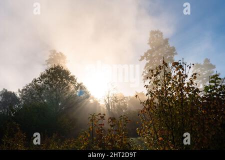 Raggi del sole mattutino diretti attraverso le foglie e i rami di un gruppo di alberi e una nebbia lentamente diradamento banca. Foto di alta qualità Foto Stock