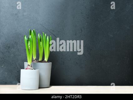 Giacinto crescente da bulbi su tavola di legno accanto alla parete nera. Primavera libera fiori in vaso di cemento grigio. Spazio copia. ciao primavera. Foto Stock