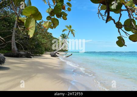 Spiaggia tropicale selvaggia con alberi di cocco e altra vegetazione, spiaggia di sabbia bianca, Mar dei Caraibi, Panama. Foto Stock
