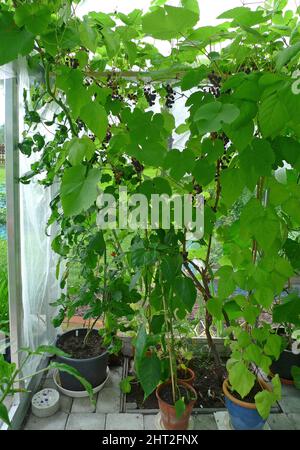 L'uva 'Zilga' in serra Foto Stock