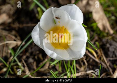 Un perenne fiore bianco di Crocus della famiglia Iris, risvegliato in un ambiente naturale boscoso, con una profondità di campo poco profonda. Foto Stock