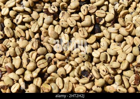 Chicchi di caffè verdi, prima di tostare, primo piano di sfondo naturale. Foto Stock