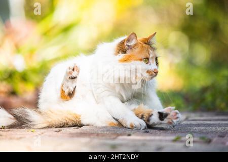 Primo piano di un furgone turco sullo sfondo sfocato Foto Stock