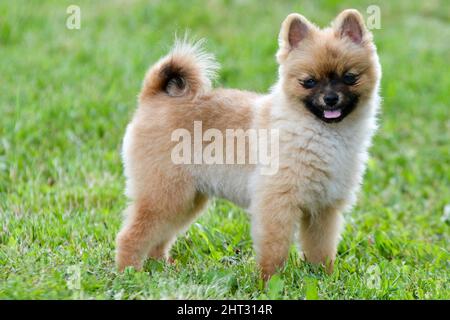 Fuoco poco profondo di un cane pomeraniano arrabbiato-osservante sull'erba nel parco Foto Stock