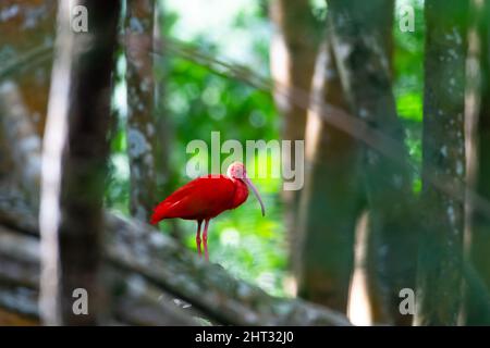Uno Scarlet Ibis rosso brillante, eudocimus ruber, si distingue arroccato in una foresta di mangrovie. Foto Stock