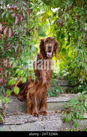 Ritratto verticale di un Irish Red Setter in piedi sulle scale con la lingua fuori Foto Stock