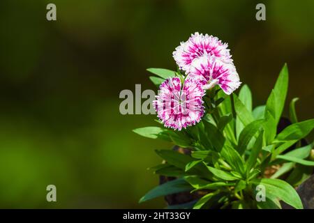 Dianthus fiore rosa chiamato rosa bacia una pianta perenne. Due colori o bicolore ombreggiato bianco e rosa linee dianthus fiori close up Foto Stock