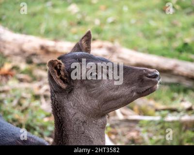 ritratto di un cervo giovane nel prato Foto Stock