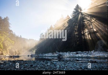 Raggi del sole che brillavano attraverso la nebbia in una foresta di Sitka Spruce sopra Mosquito Creek sulla striscia costiera del Parco Nazionale Olimpico, Washington, USA. Foto Stock