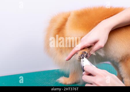 Donna groomer haircut cane Pomerania con capelli rossi nel salone di bellezza per cani. Il concetto di cura e cura dei cani. Cani da taglio pelo sulla zampa Foto Stock