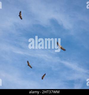 Avvoltoi che girano nel cielo Foto Stock