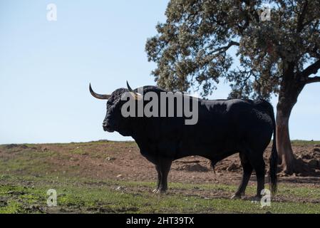 toro da combattimento spagnolo in campo pronto per la corrida Foto Stock