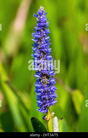 Pickerelweed (Pontederia cordata) - Davie, Florida, Stati Uniti d'America Foto Stock