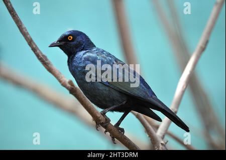 Cape Glossy Starling su un ramo d'albero Foto Stock