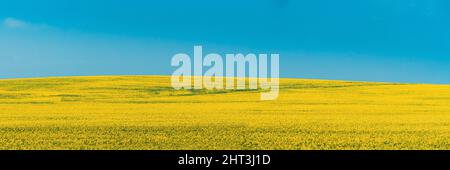 Paesaggio rurale con fiore di Canola colza Fiori gialli. Ravizzone, campo di semi oleosi prato. Panorama. Foto Stock