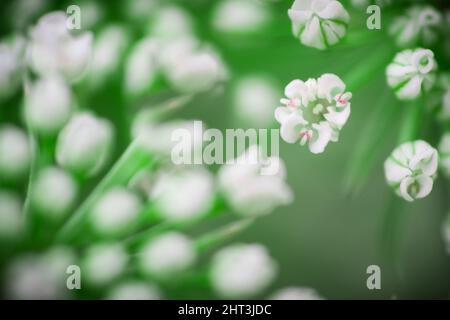 Fuoco selettivo di piccoli fiori bianchi di allium neapolitanum nel giardino Foto Stock