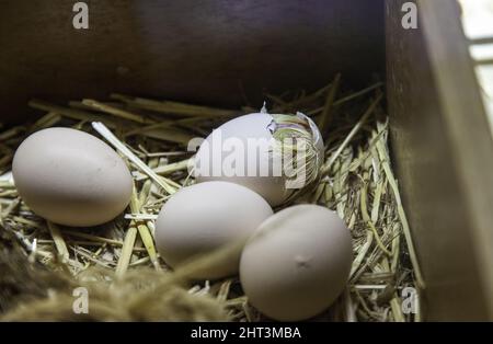 Il pulcino è nato in nido di uova, vita e natura Foto Stock