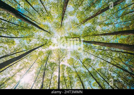 Guardando in alto in bella pineta deciduo alberi boschi tettoia. Vista inferiore sfondo grandangolare. Foresta di Greenwood. Tronchi e rami con fresco Foto Stock