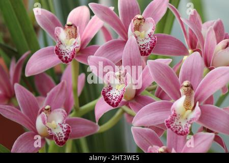 Ibrido di cimbidium orchidea rosa con concime di alta qualità e fertilizzanti Foto Stock