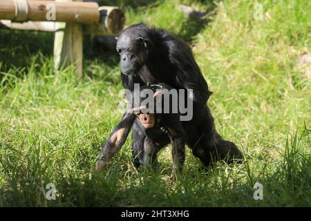 Scimpanzé in primo piano tenendo frutta in mano girato ad una riserva animale Foto Stock