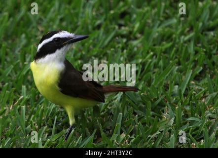 Un grande Kiskadee (Pitangus sulfuratus) seduto in erba, girato a Playa del Carmen, Messico. Foto Stock