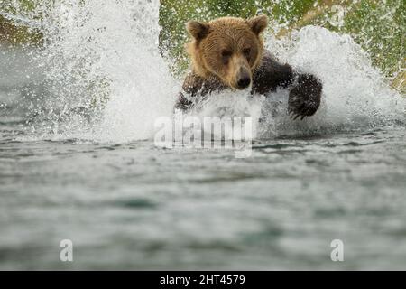 Orso Kodiak (Ursus arctos middendorffi), inseguimento del salmone nel fiume. Porto geografico, Parco Nazionale di Katmai, Alaska, Stati Uniti Foto Stock