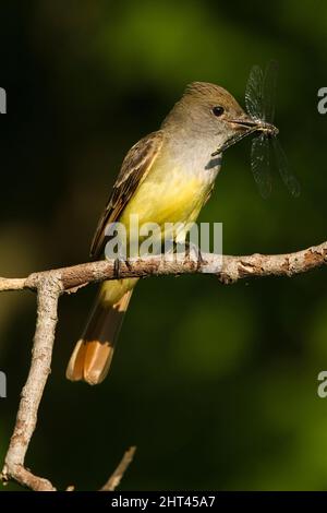 Grande flycatcher crestato (Myiarchus crinitus), con una libellula nel suo disegno di legge. Contea di Mifflin, Pennsylvania centrale, Stati Uniti Foto Stock