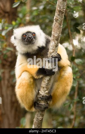 Diademed sifaka (Propithecus diadema), arrampicando un albero. Madagascar Foto Stock