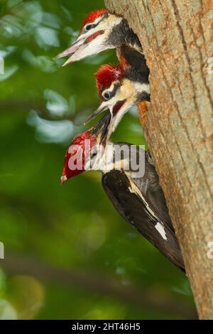 Picchio Pileated (Dryocopus pileatus), maschio adulto a nesthole a circa 12 m dal suolo in un tulipano (Liriodendron sp.), visita e alimentazione ne Foto Stock