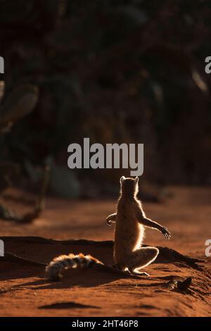 Lemure ad anello (Lemur catta), crogiolarsi all'alba. Riserva di Berenty, Madagascar Foto Stock