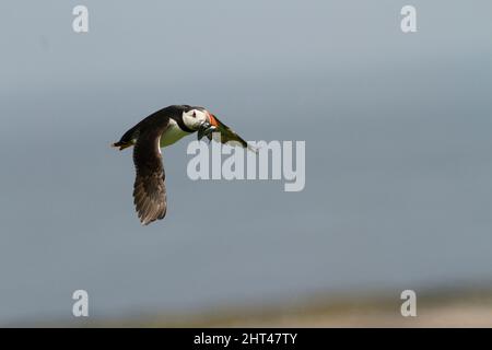 La puffina atlantica (Fratercola artica), in volo che trasporta i pesci alla colonia. Isole Farne al largo di Northumberland, Inghilterra Foto Stock