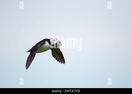 La puffina atlantica (Fratercola artica), in volo che trasporta i pesci alla colonia. Isole Farne al largo di Northumberland, Inghilterra Foto Stock