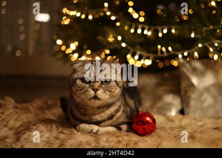 Un primo piano di un gatto sdraiato sotto un albero di Natale incandescente Foto Stock