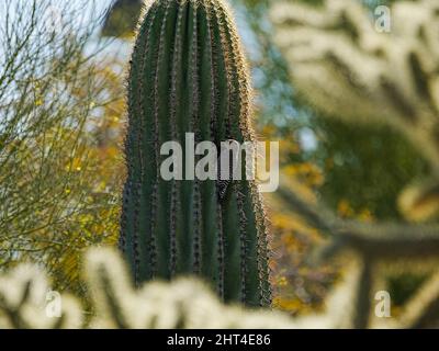 Un picchio Gila siede sul lato di un cactus saguaro che crea un buco nella pianta per un sito di nidificazione Foto Stock