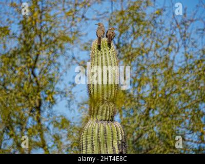 Due Thrashers con fattura a curva si siedono in cima a un Saguaro pungente alla ricerca di qualsiasi pericolo o cibo in avvicinamento Foto Stock