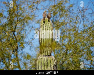 Due Thrashers con fattura a curva si siedono in cima a un Saguaro pungente alla ricerca di qualsiasi pericolo o cibo in avvicinamento Foto Stock