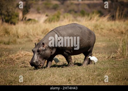 Ippopotamo (Ippopotamo anfibio), pascolo. Parco Nazionale di Chobe, Botswana Foto Stock