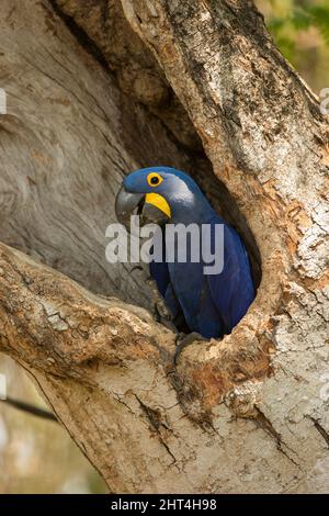 Iacinto macaw (Anodorhynchus hyacintinus), in piumage di allevamento in cavità nido. Pantanal, Mato Grosso, Brasile Foto Stock