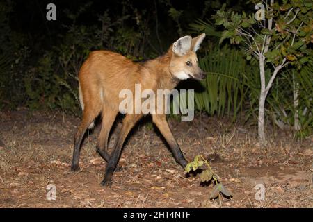 Lupo maneggiato (Chrysocyon brachyurus), camminando sul sentiero di notte. Pantanal, Mato Grosso, Brasile Foto Stock