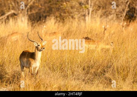 Lechwe rosso (Kobus leche), maschio. Riserva di gioco di Moremi, Delta dell'Okavango, Botswana Foto Stock