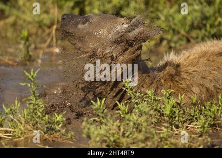 Iena macchiata (Crocuta crocuta), bagnando in una pozza di fango. Seronera, Parco Nazionale Serengeti, Tanzania, Africa Foto Stock